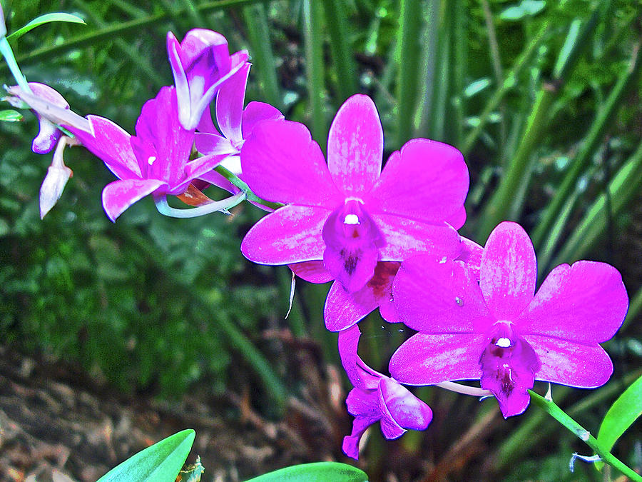 Tampa Bay Rays Pink Hibiscus Yellow Pink Orchid White Background