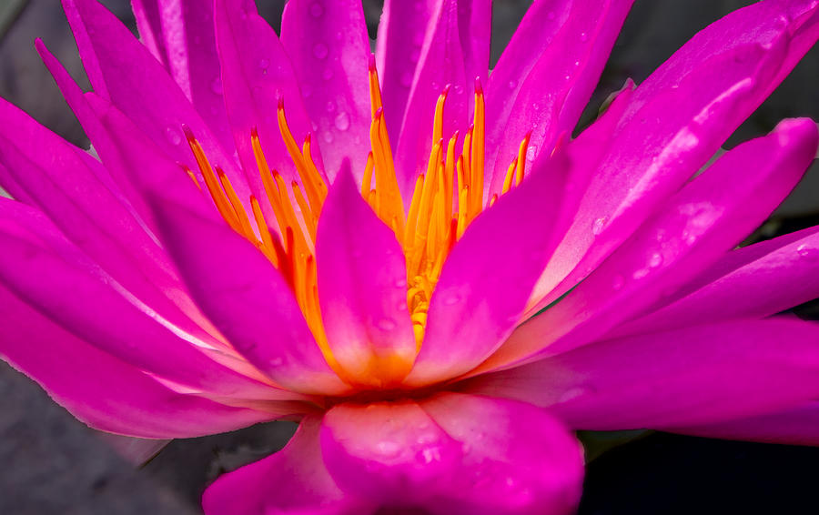 Bright Pink Water Lily in the Sun at Sara P Duke Garden Photograph by L Bosco