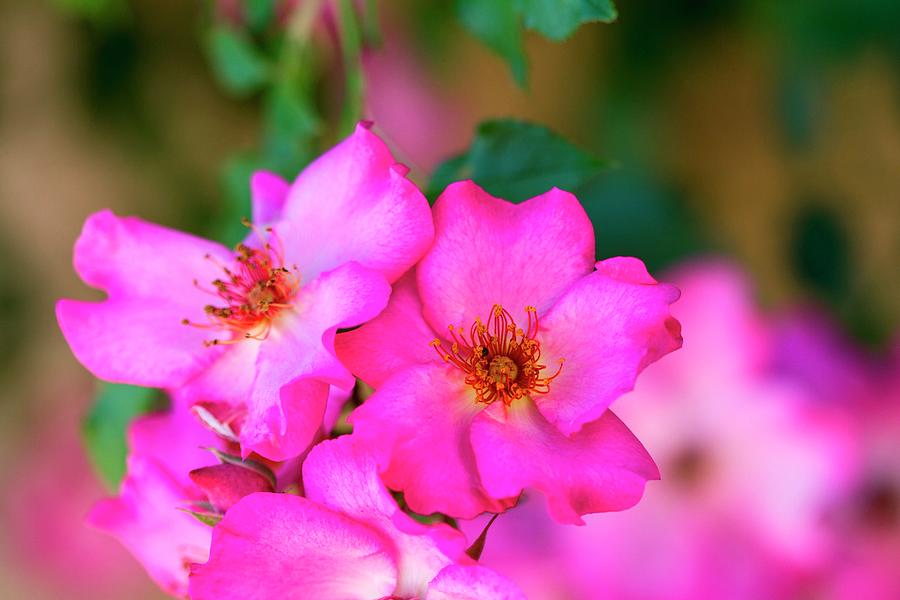 Bright Pink Wild Roses close-up Photograph by Lutt, Carine