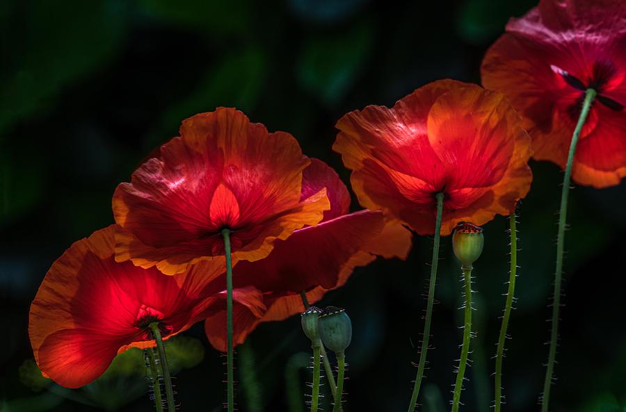 Bright Poppies Photograph by Stephan Rckert