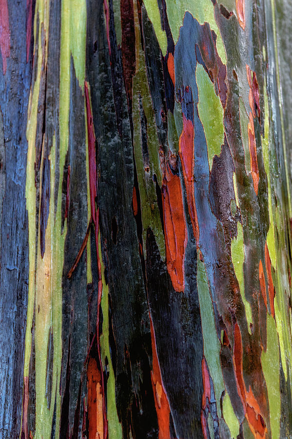 Bright Rainbow Eucalyptus Photograph by Alan Hart