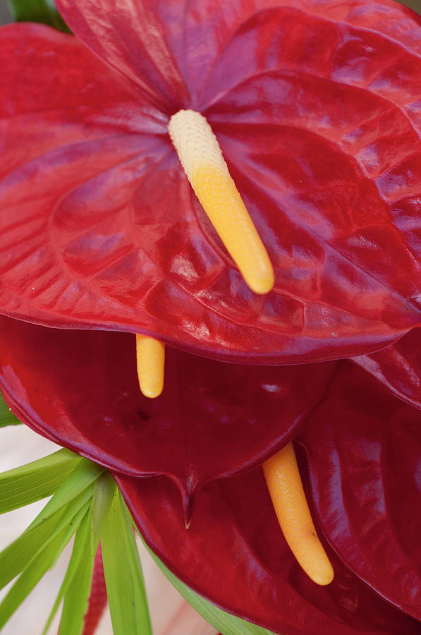 Bright Red Anthurium Flowers At A Photograph by Stuart Mccall