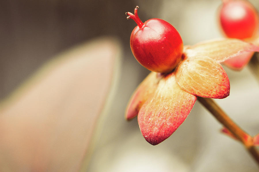 Bright red flower bulb Photograph by Shauna Collins