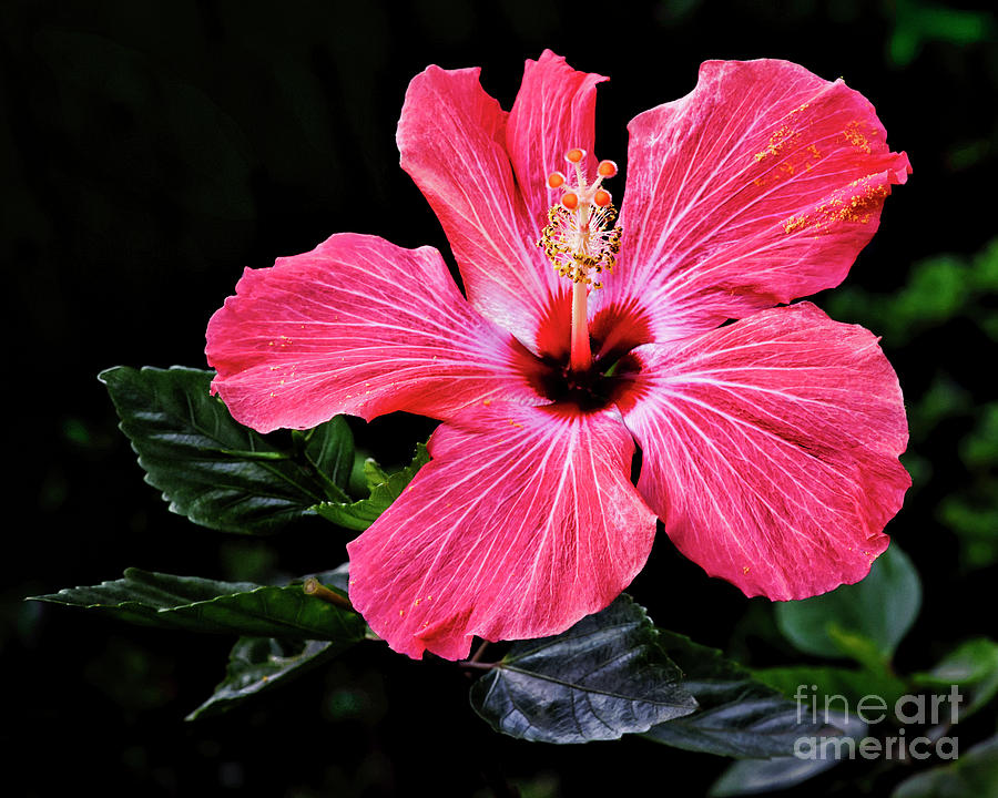 Bright Red Hibiscus Photograph