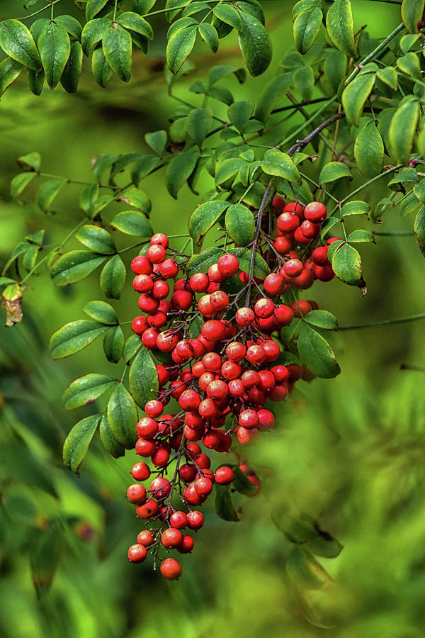 Bright Red Nandina Berries on Green Leaves 1 Photograph by Linda Brody