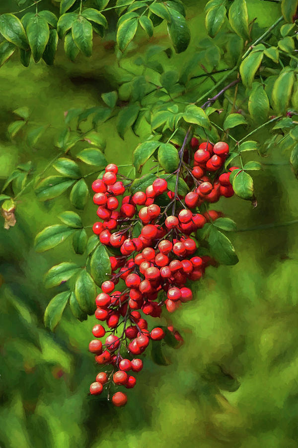 Bright Red Nandina Berries on Green Leaves Impression 2 Digital Art by Linda Brody
