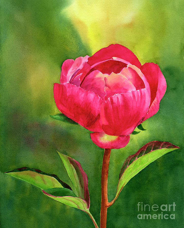 Bright Red Peony Blossom watercolor Painting by Sharon Freeman