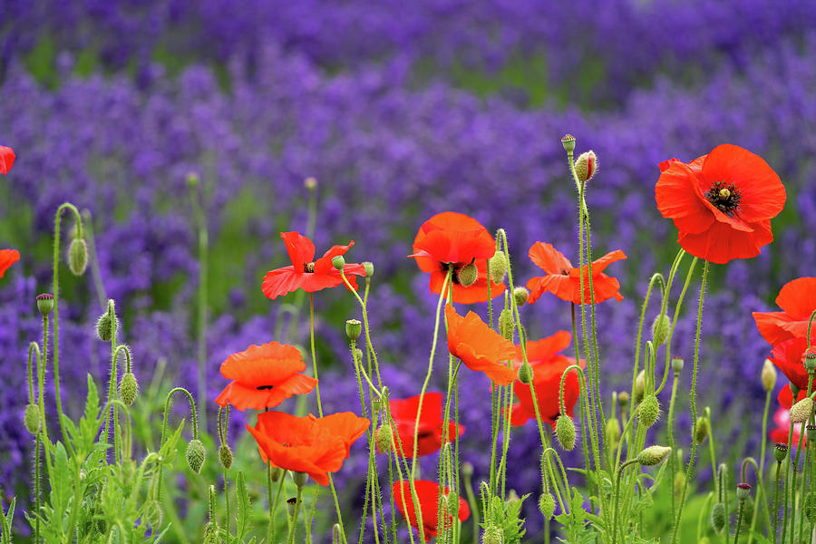 Bright red poppies in foreground, blurred background of lavender ...