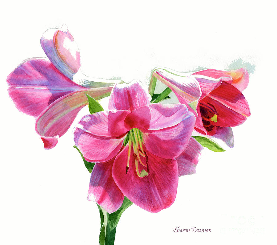 Bright Rose Colored Lilies Painting by Sharon Freeman