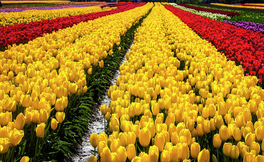 Bright Rows Of Spring Tulips Photograph by Garry Gay