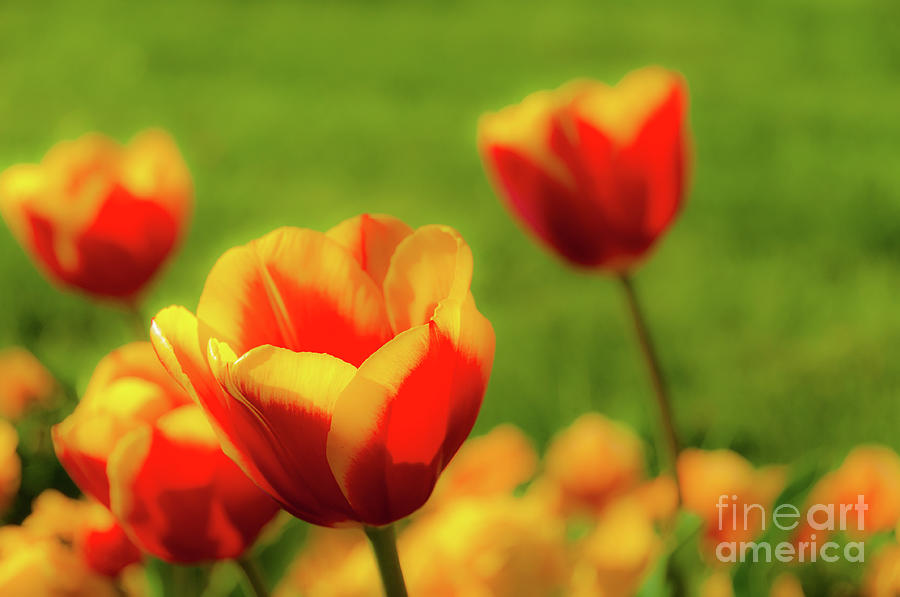 Bright soft tulips in spring.  Mellow tinted petals in orange, red and yellow. Photograph by Ulrich Wende