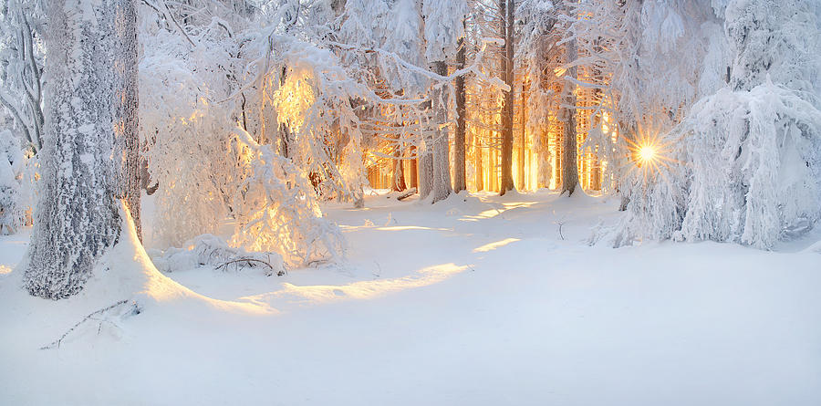 Winter Photograph - Bright Spots by Burger Jochen