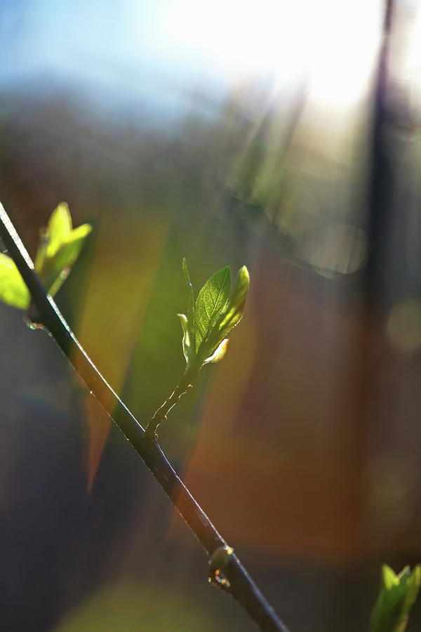 Bright Spring Sunshine Is Illuminating Budding Leaves 1 Photograph