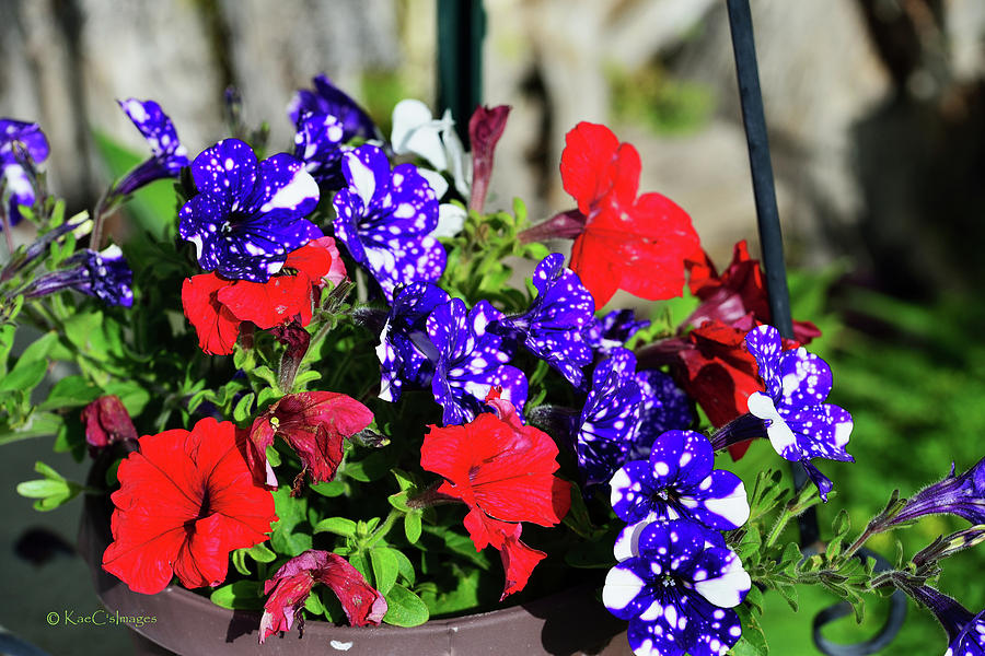 Bright Summer Flowers by Kae Cheatham Bright Summer Flowers by Kae Cheatham