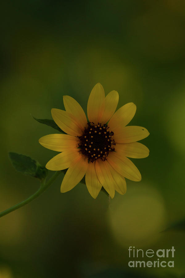 Mid day Sunflower bloom Photograph by Ruth Jolly