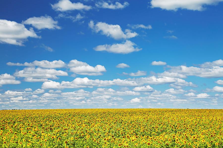 Flower Photograph - Bright Sunflower Field And Blue Sky by DPK-Photo