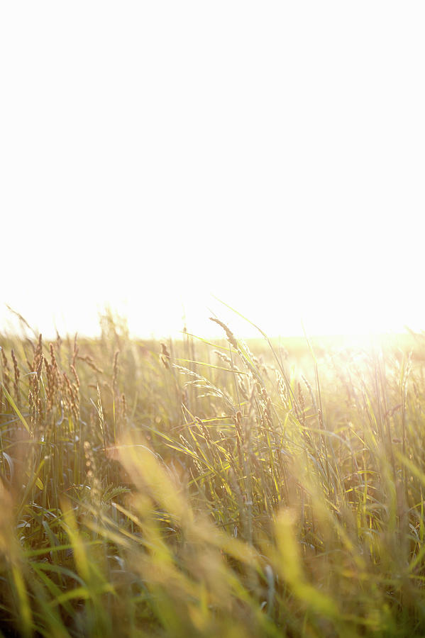Bright Sunshine Shining Through Grasses In Wild Meadow Photograph by Magdalena Bjrnsdotter
