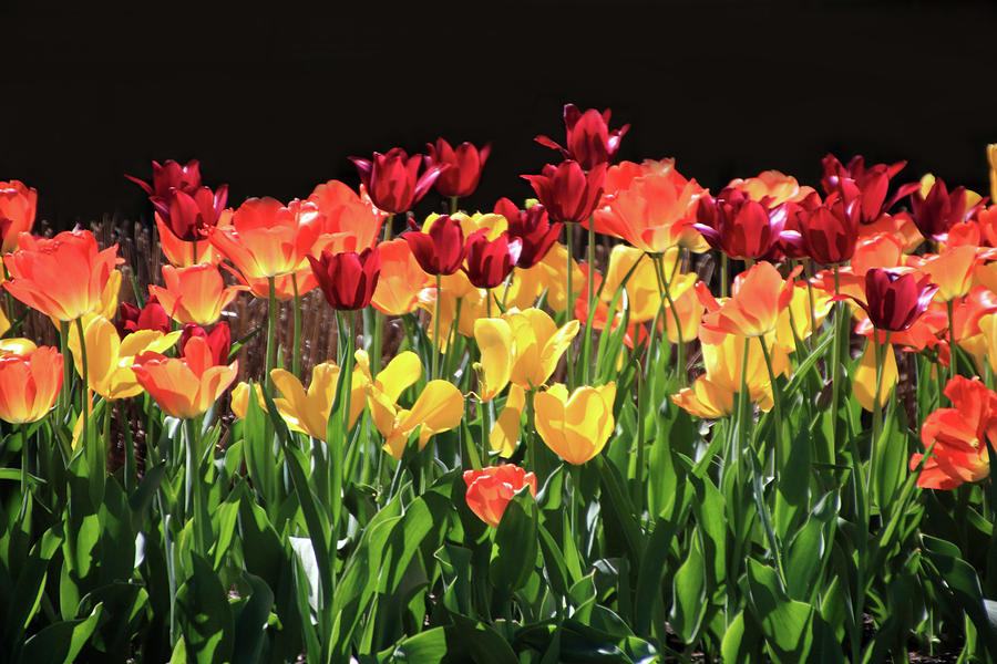 Bright Tulips Photograph by Angela Murdock