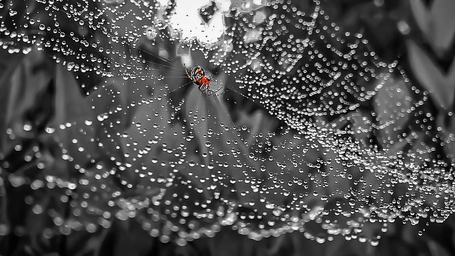 Spider Photograph - Bright Web by Khashayar Yaghoubi