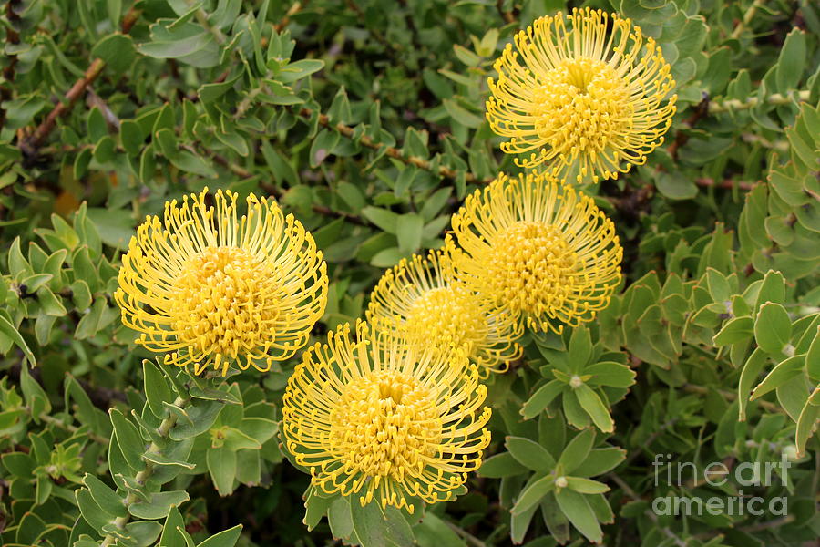 Bright Yellow Blooms Photograph
