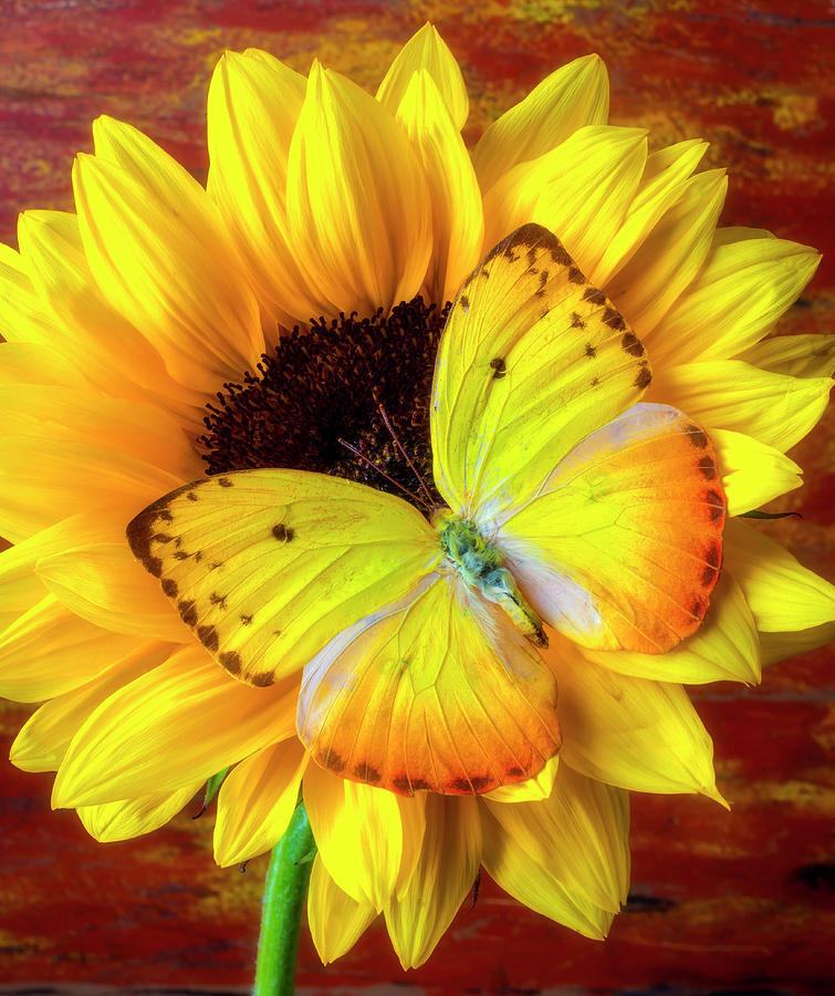 Bright Yellow Butterfly On Sunflower Photograph by Garry Gay