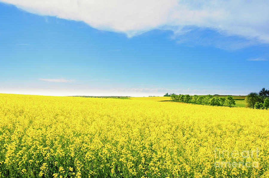 Bright yellow canola landscape in front of green trees and blue cloudy sky. Photograph by Ulrich Wende