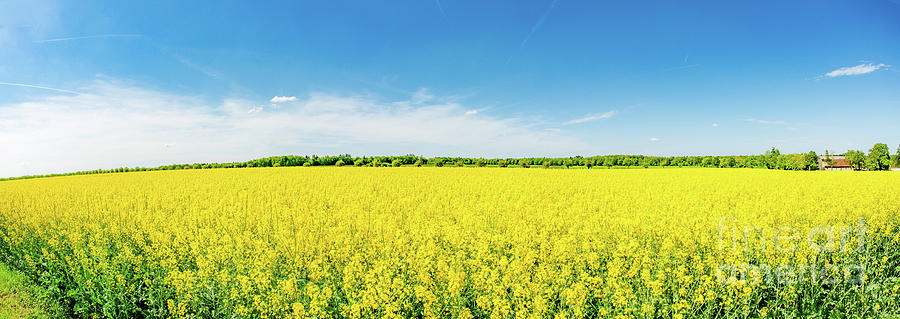 Bright yellow canola panorama. Rapeseed field with farmhouse. Photograph by Ulrich Wende