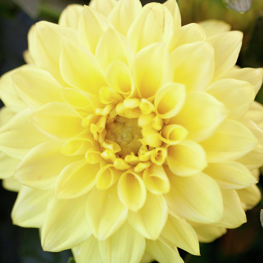 Daisy Mixed Media - Bright Yellow Gerbera by Susan Bryant