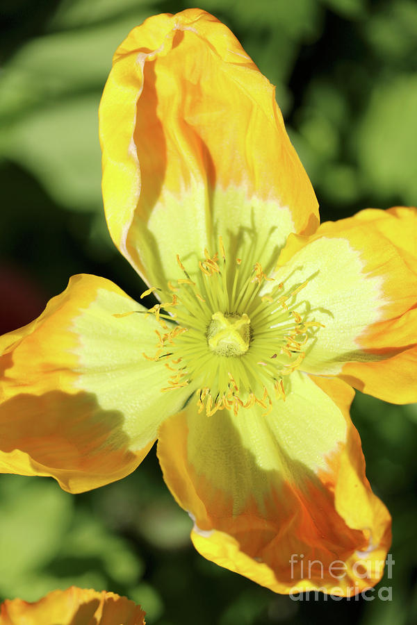 Bright Yellow Poppy Photograph by Carol Groenen