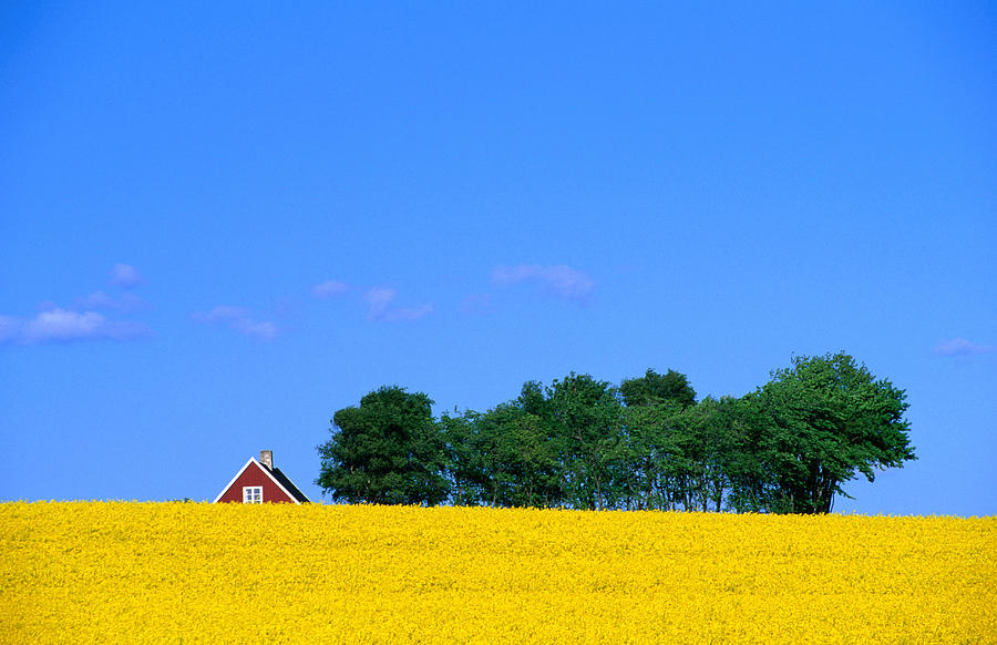 Bright Yellow Rapefields And Red Roofed Photograph by Anders Blomqvist