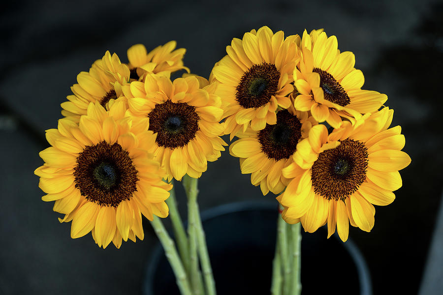 Bright Yellow Sunflowers by Ian Robert Knight Bright Yellow Sunflowers by Ian Robert Knight