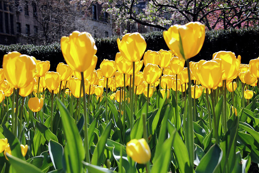 Bright Yellow Tulips Photograph by Steve007