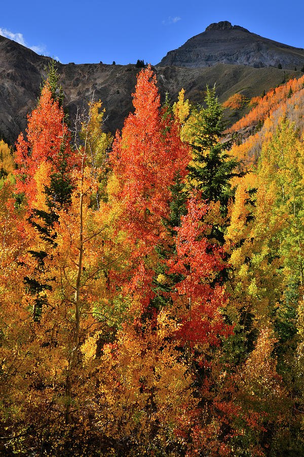  Brightly Colored Aspens at Red Mountain Pass Photograph by Ray Mathis