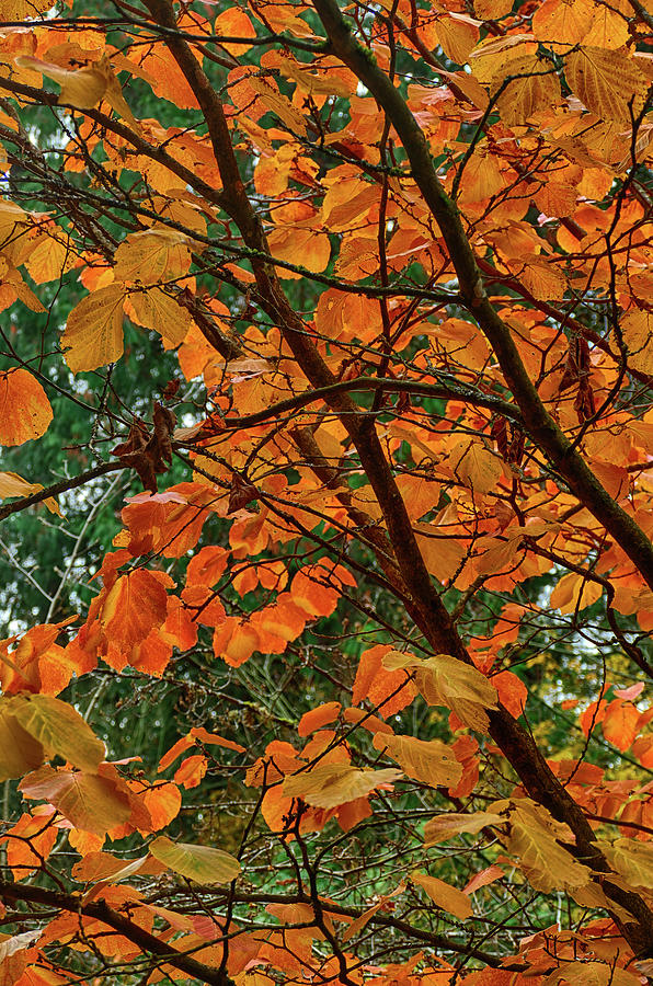 Brightly colored autumn leaves in  Arboretum Photograph by Steve Estvanik