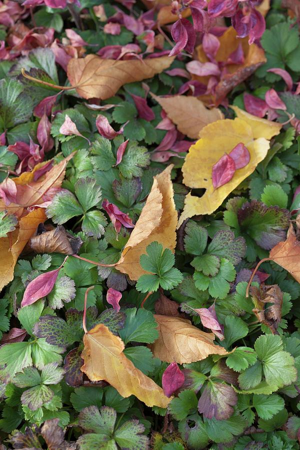 Brightly Coloured Autumnal Leaves Lying On Green Ground-cover Plants Photograph by Sibylle Pietrek