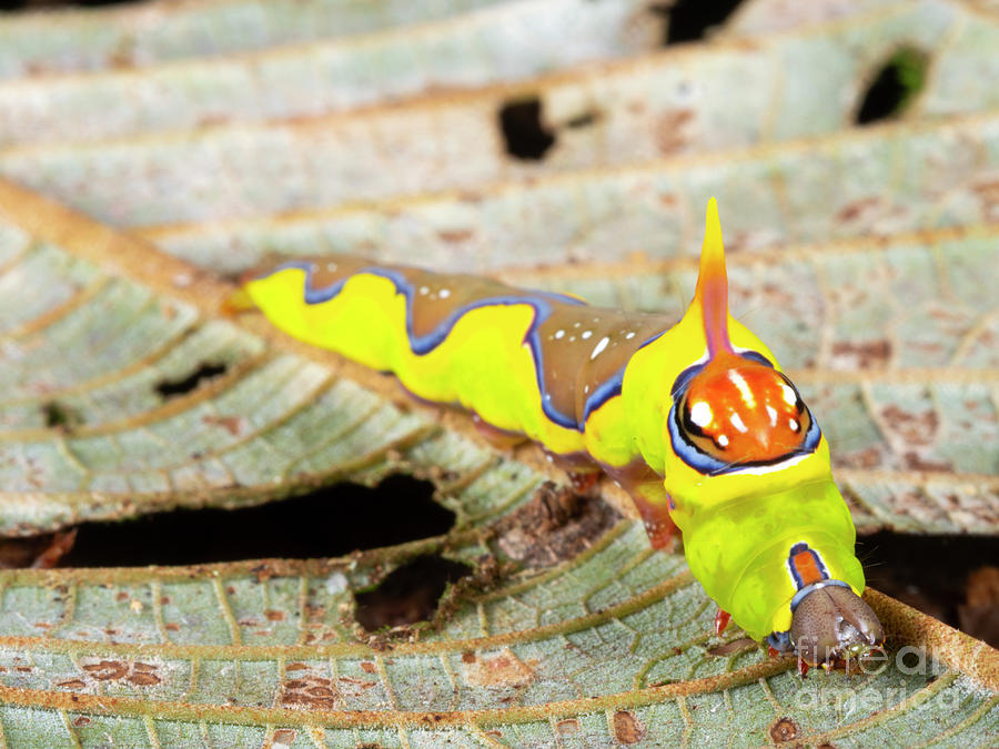 Nature Photograph - Brightly Coloured Moth Caterpillar by Dr Morley Read/science Photo Library
