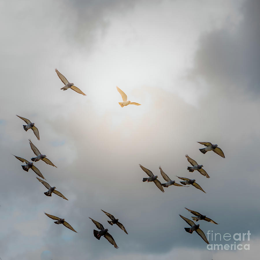 Brightly lit  white dove flies above a flock of grey blue pigeons under moody sky. A sign for hope and salvation. Photograph by Ulrich Wende