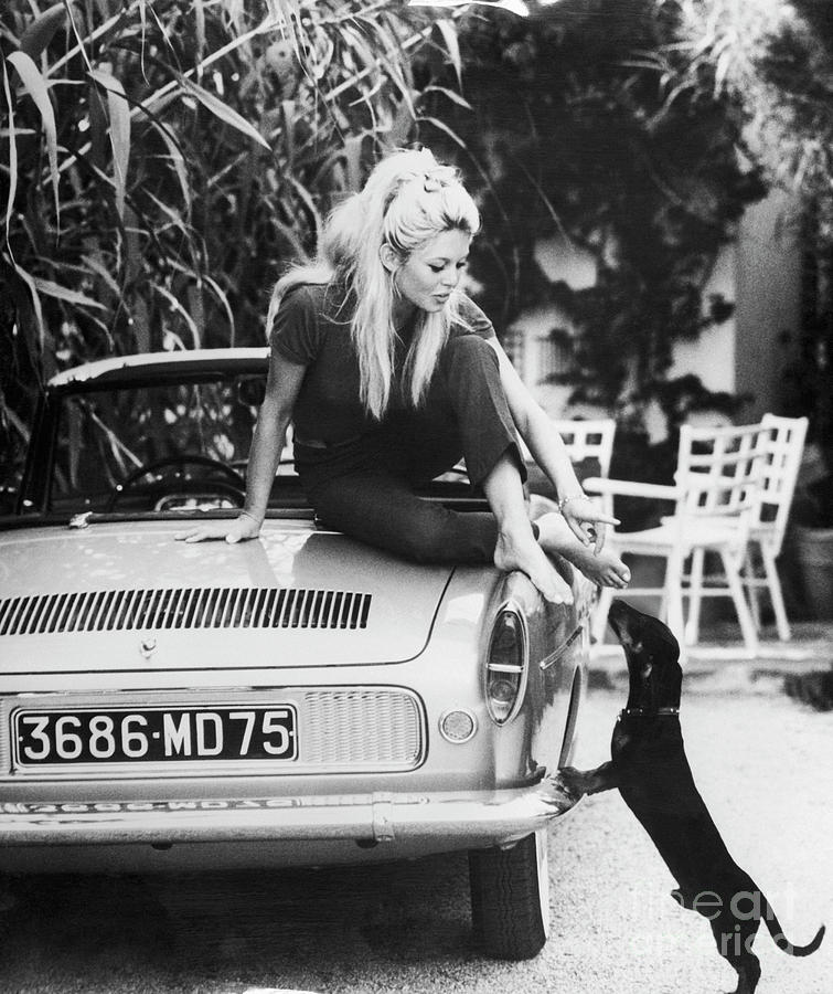 Brigitte Bardot With Dachshund Photograph by Bettmann