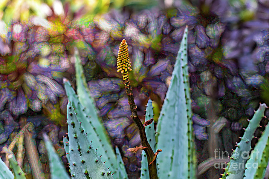 Brilliant Aloe Succulent Flower Photograph by Roslyn Wilkins