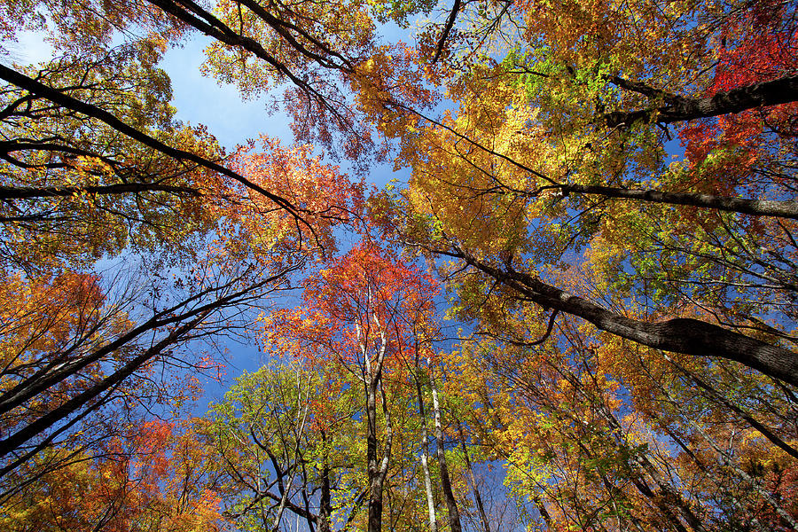 Brilliant Autumn Trees Photograph by Thedman