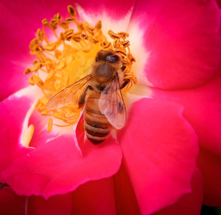 Brilliant Bee Photograph by Susan Rydberg