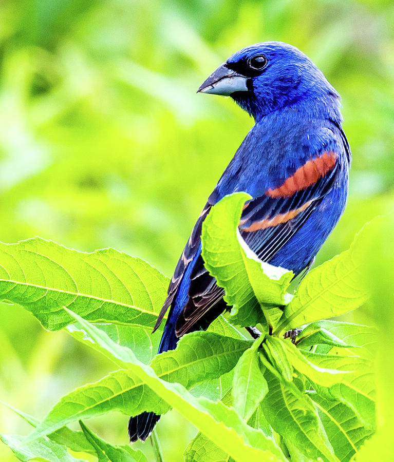 Brilliant Blue Grosbeak Photograph by Marcy Wielfaert