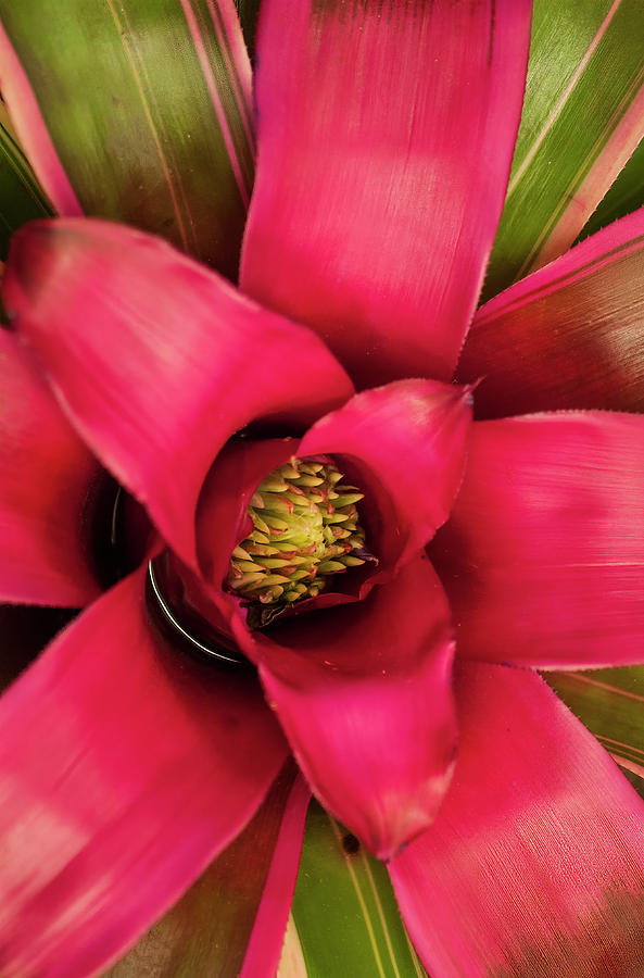 Brilliant Bromeliad Photograph by Ginger Stein