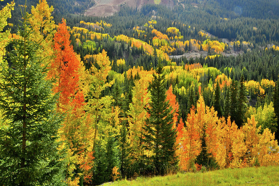 Brilliant Colorado Fall Colors Photograph by Ray Mathis