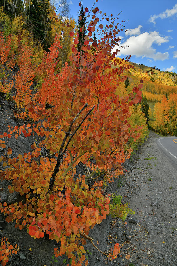Brilliant Colored Aspens along Highway 550 Photograph by Ray Mathis