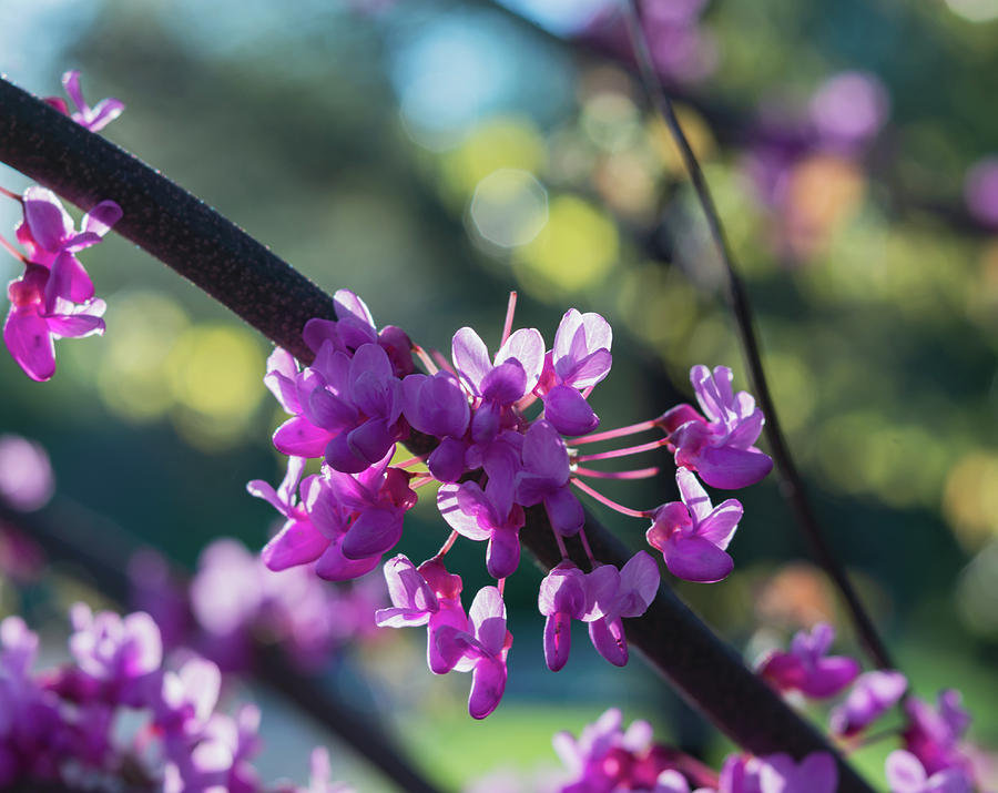 Brilliant Colors in the Eastern Redbud Photograph by Liz Albro