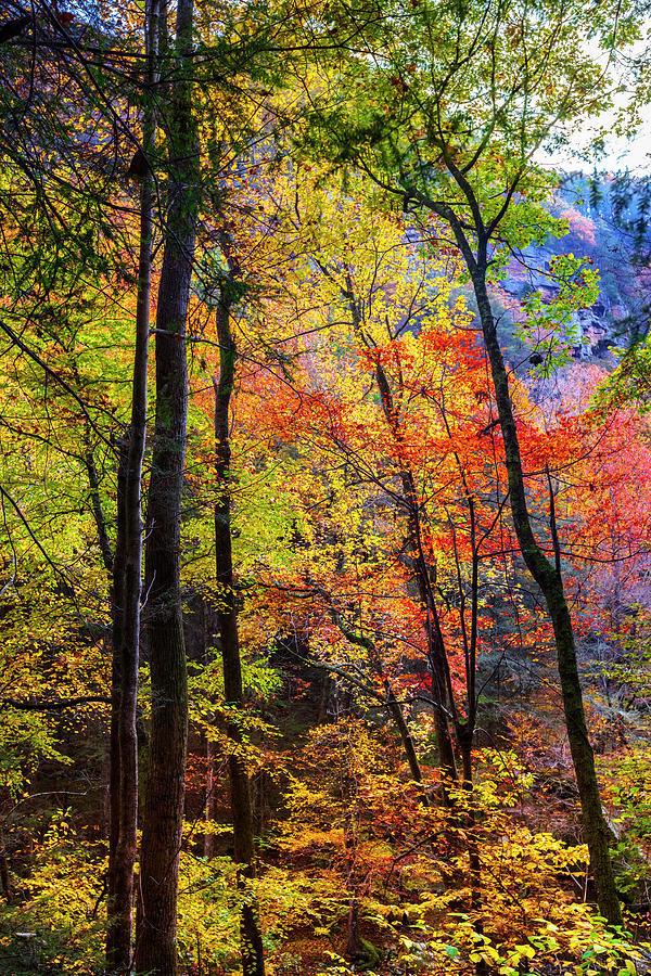 Brilliant Colors of Fall Photograph by Debra and Dave Vanderlaan