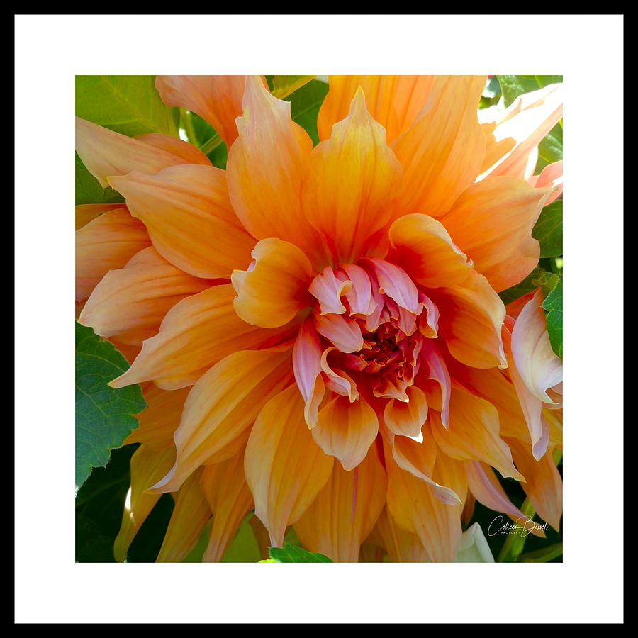 Brilliant Dahlia Bloom Photograph by Colleen Bessel - Fine Art America