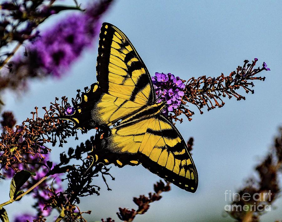 Brilliant Eastern Tiger Swallowtail by Cindy Treger Brilliant Eastern Tiger Swallowtail by Cindy Treger