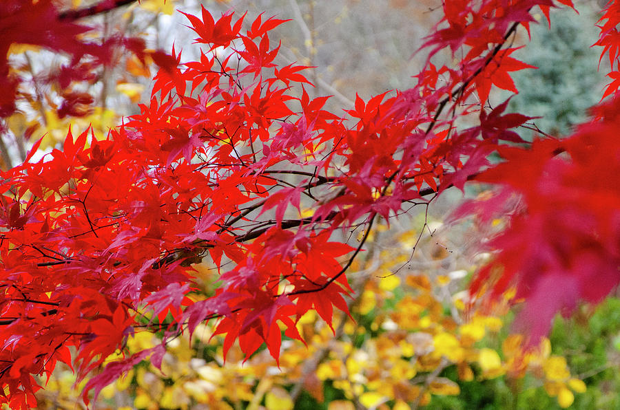 Brilliant Fall Color Photograph by Kristin Hatt